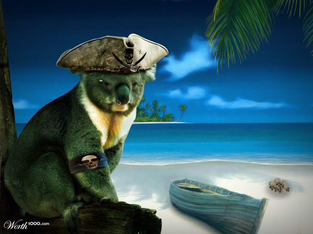 Koala Pirate
