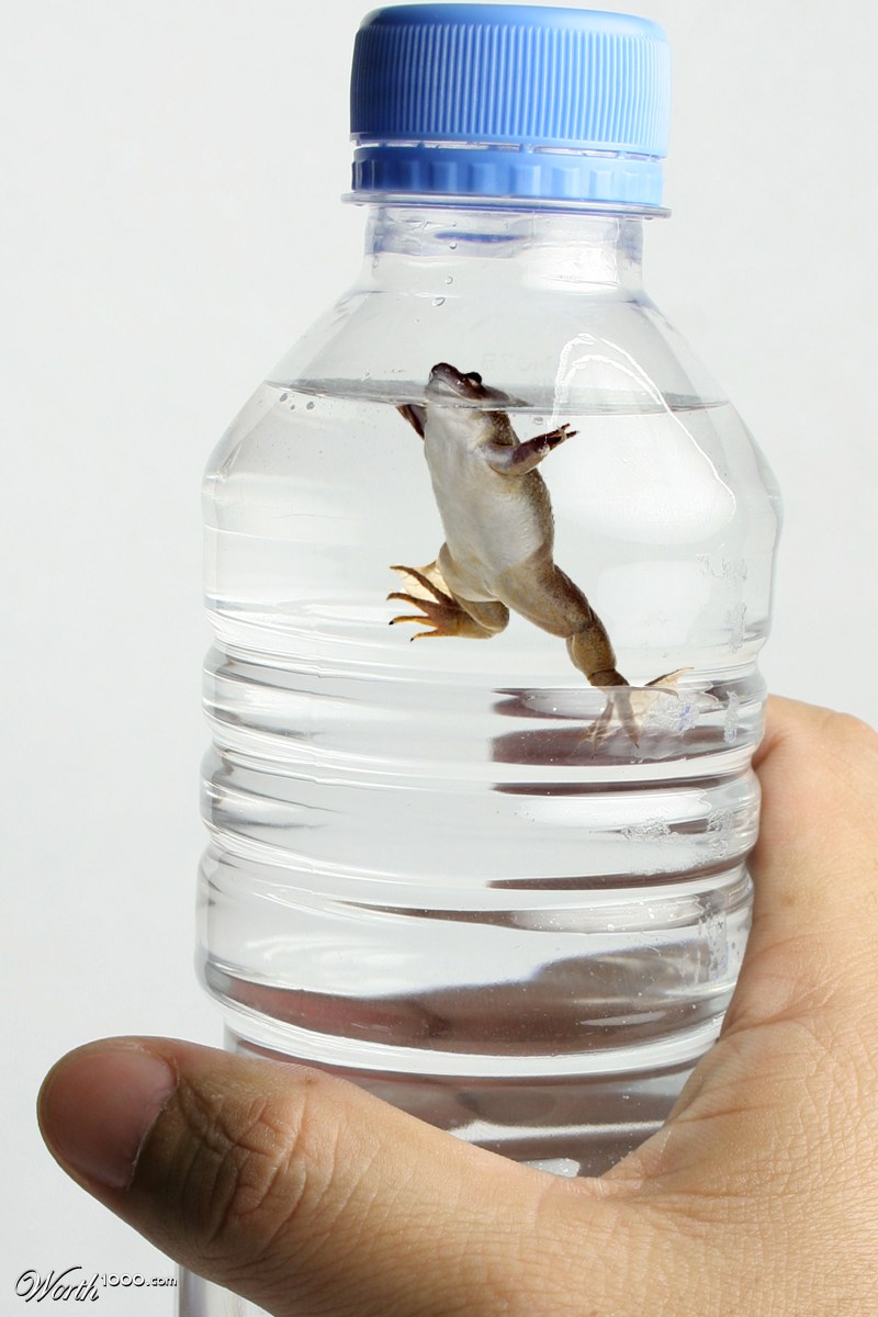 Eau de Frogue