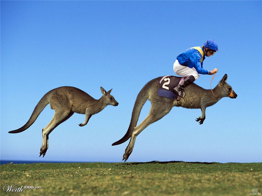 Kangaroo Jockey