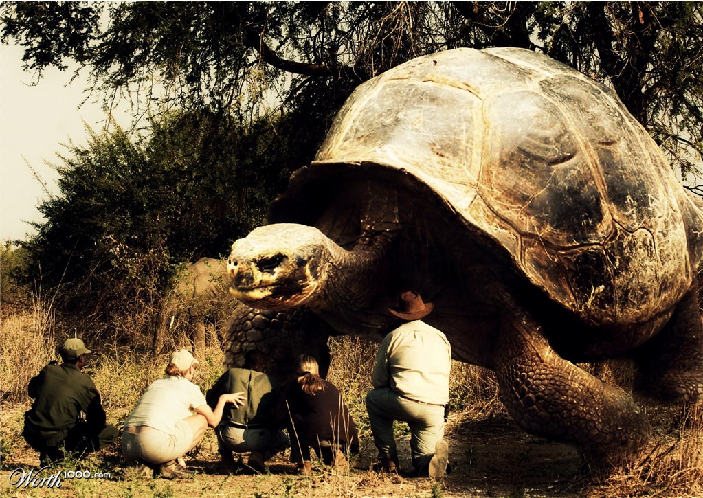 Safari surreal