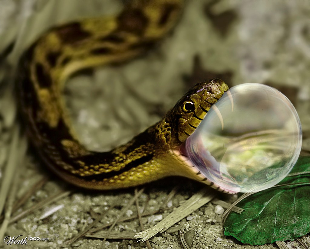 Biting the Bubble