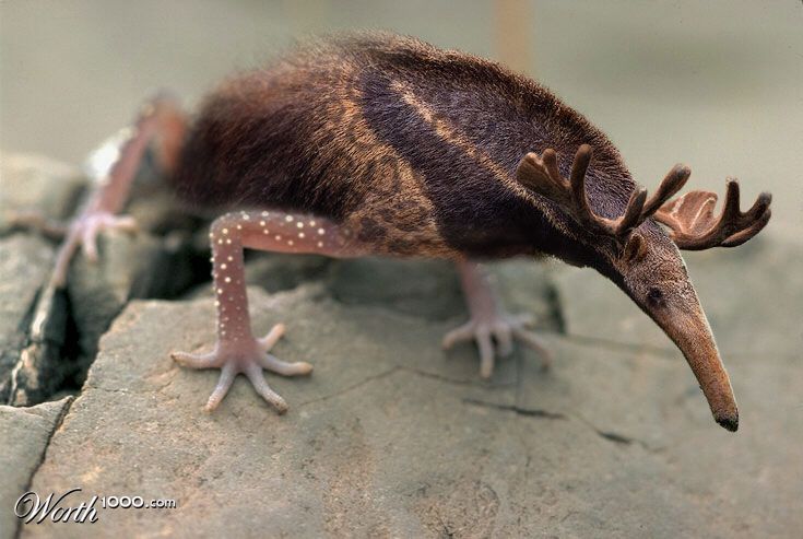 Moozard