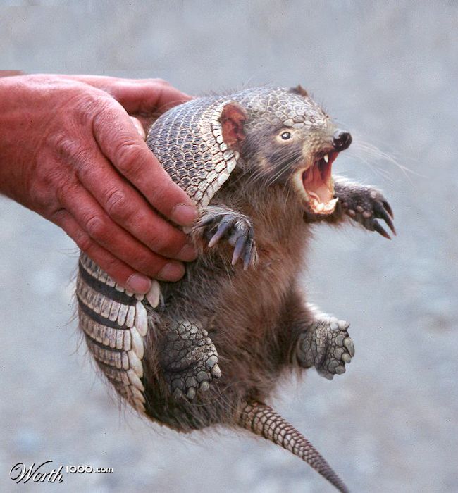 Tasmanian Totisiadillo