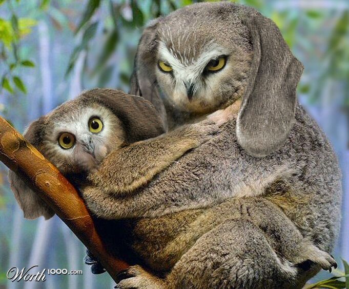 Koawleagle