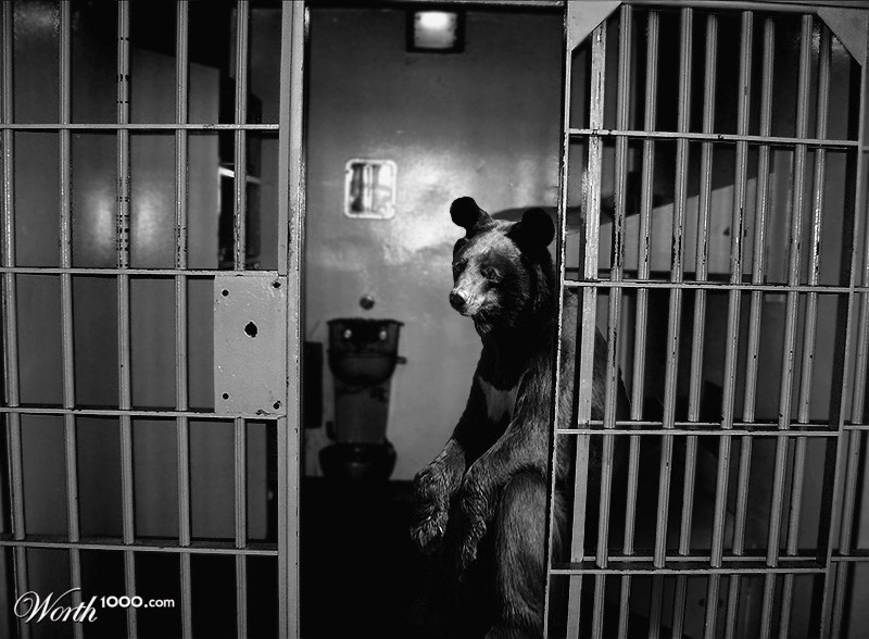 Killer bear