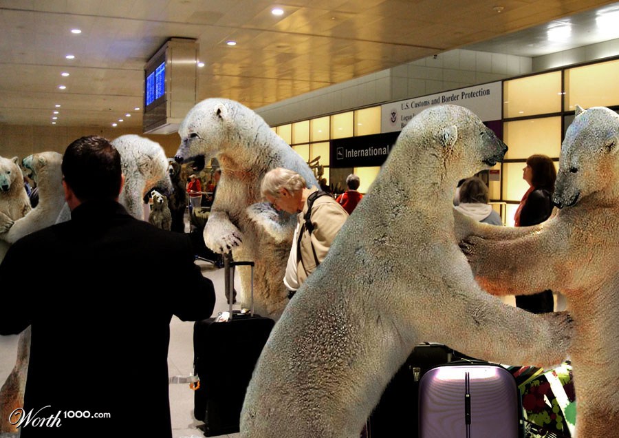 Bear arrival
