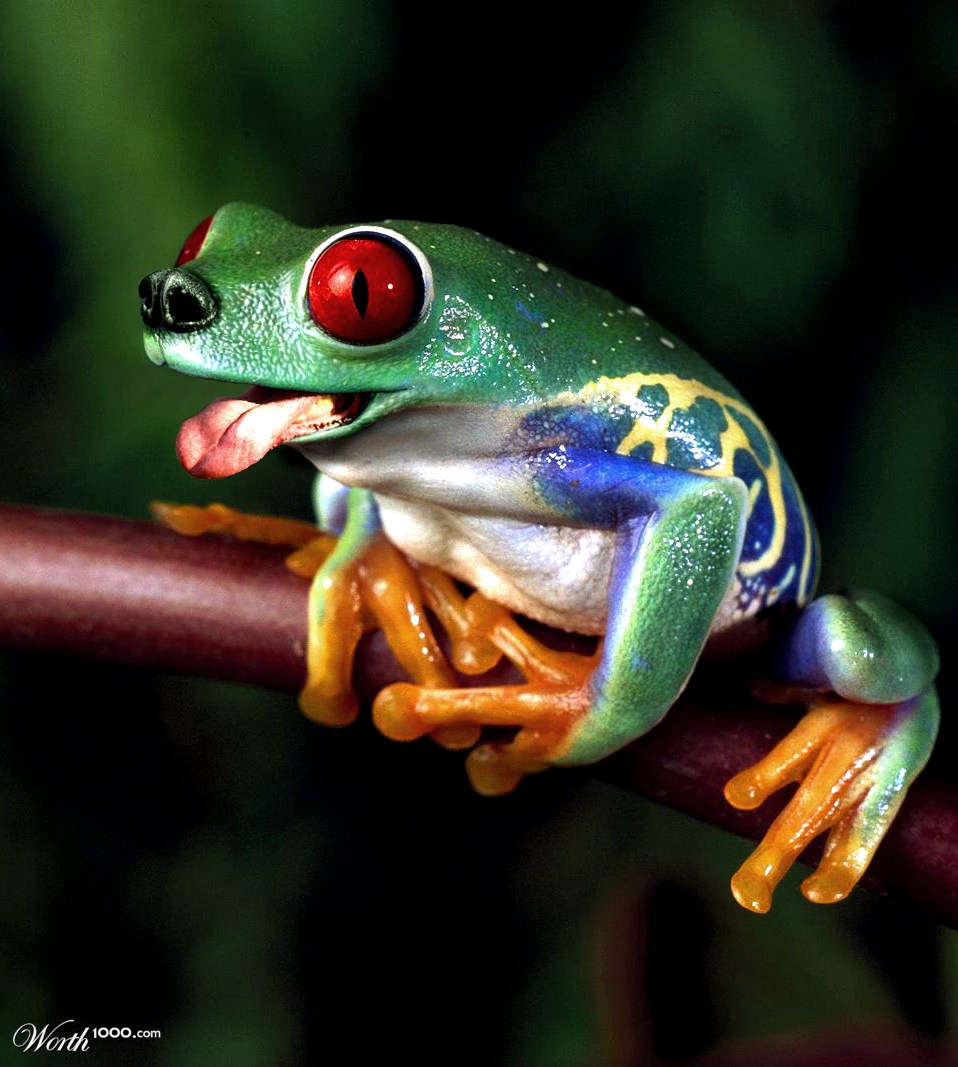 Drog