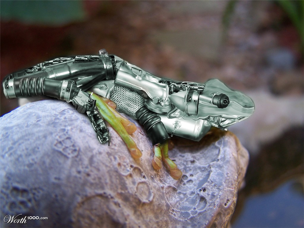 My first failed frog