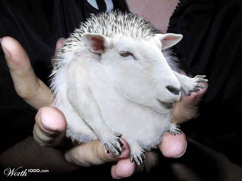 hedgehog-lemur-sheep