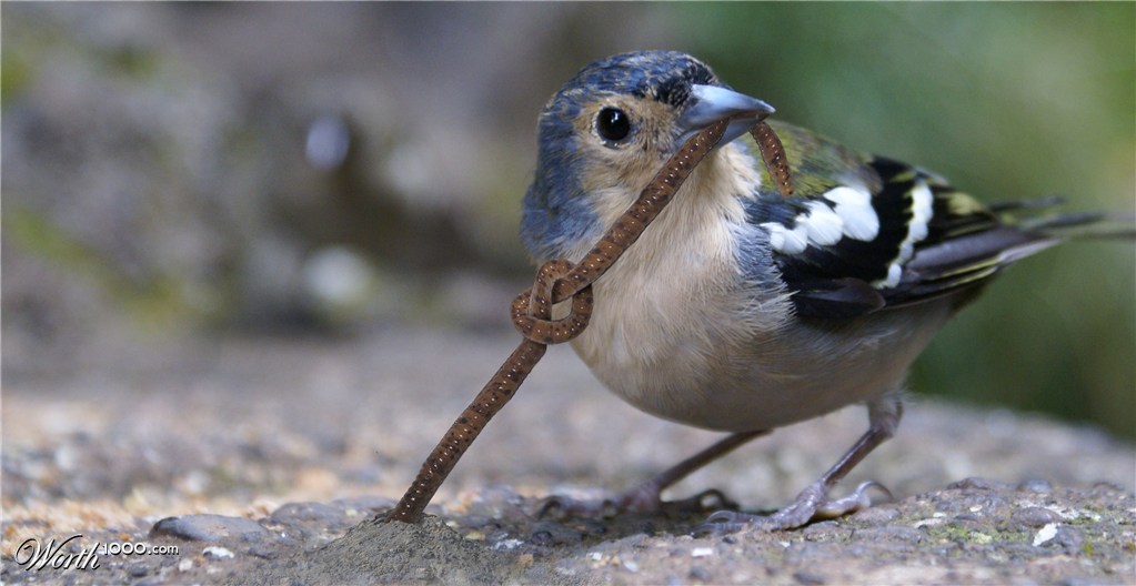 Early Bird Knots the Worm