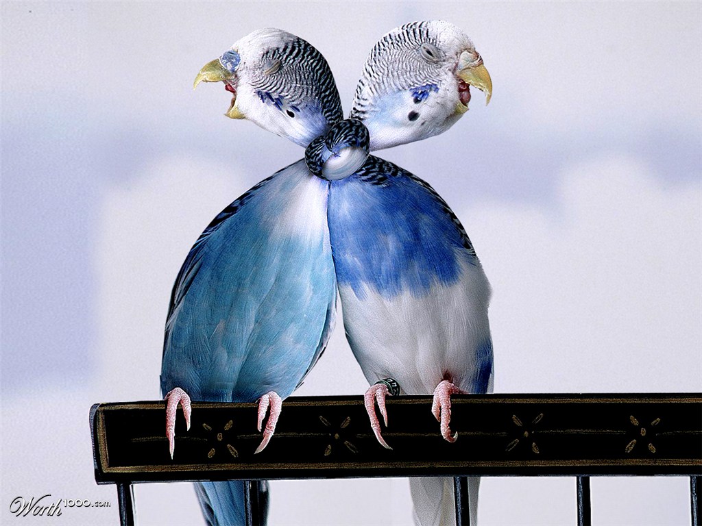 Parakeets