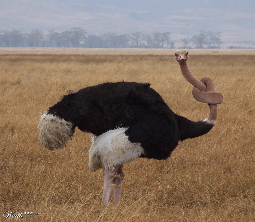 Ostrich