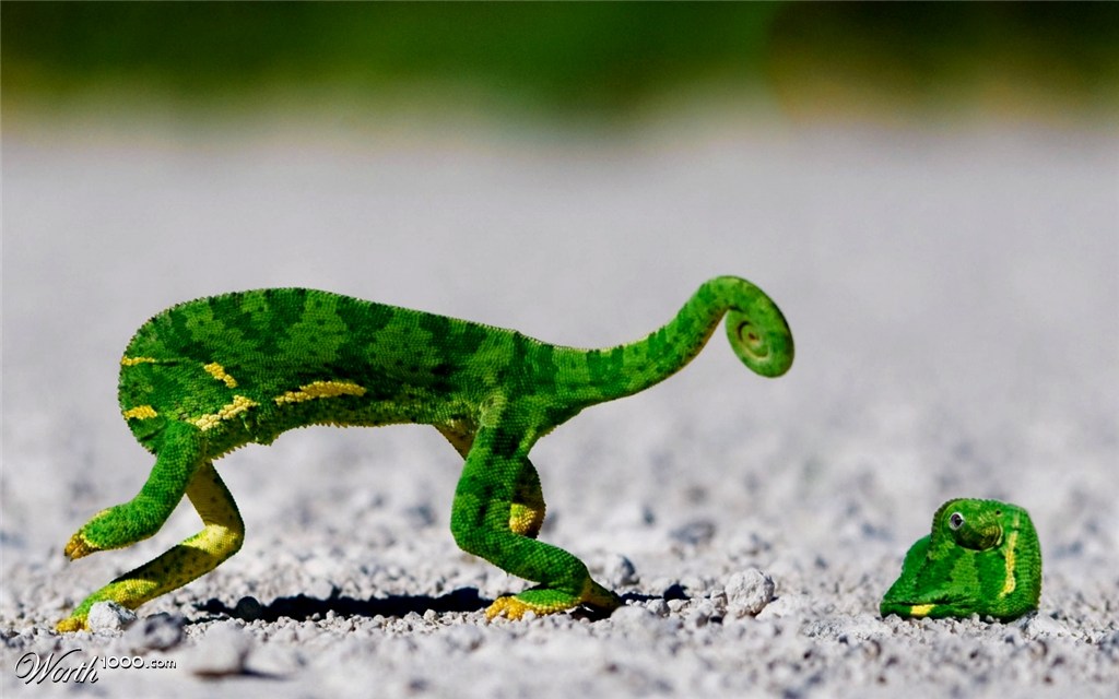 The chameleon's head