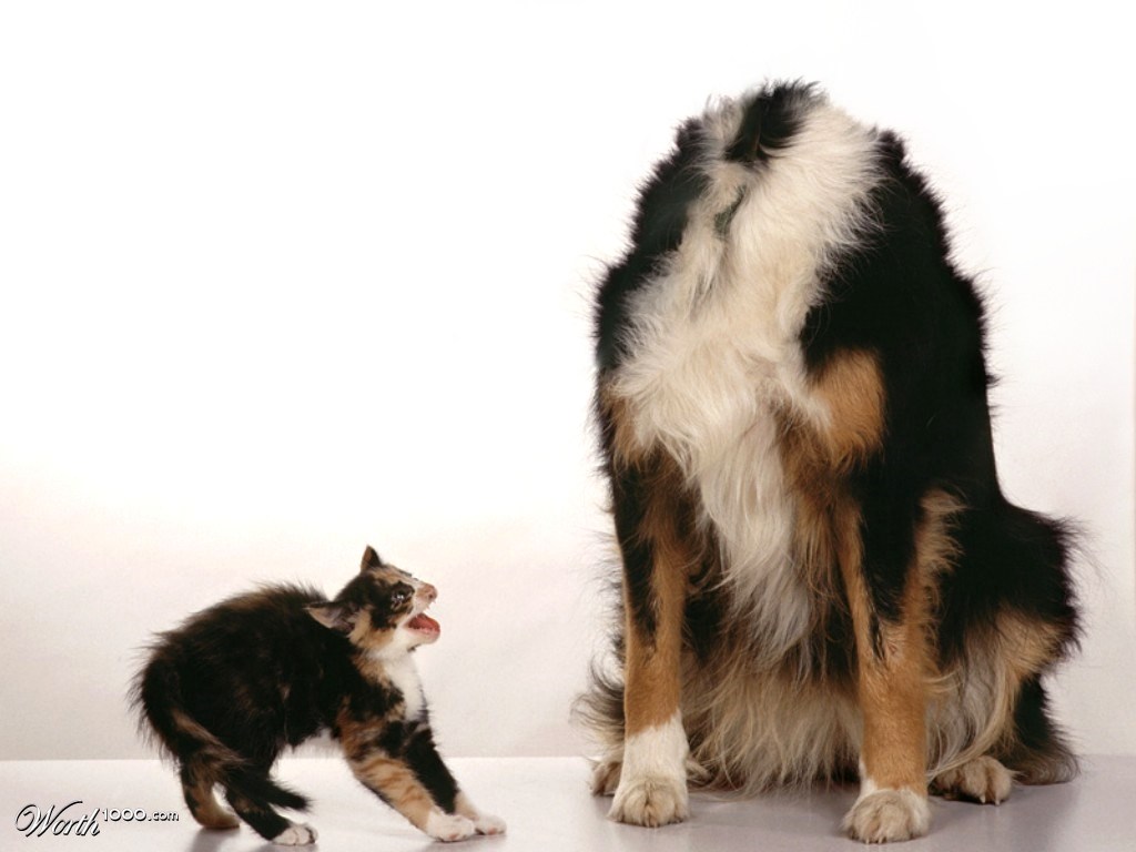 Scary Dog