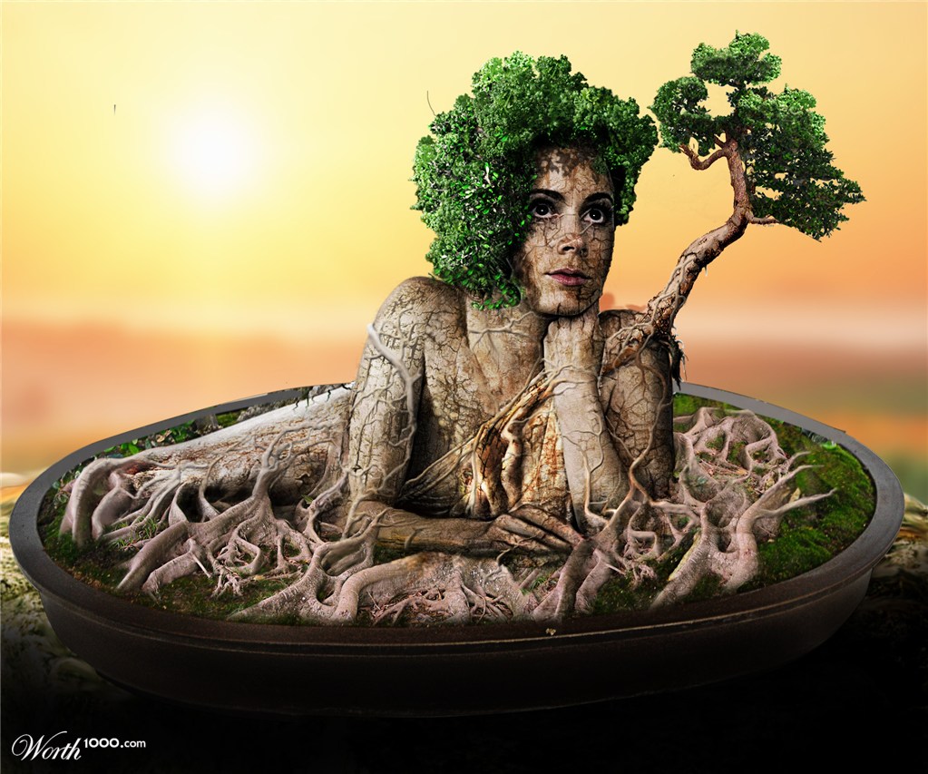 Bonsai Amy Adams