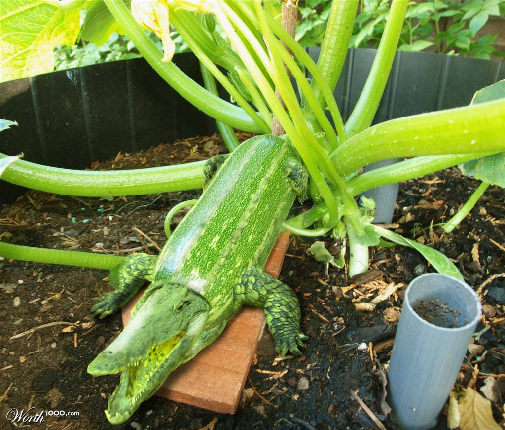 Don't touch Grandma's prize marrow!