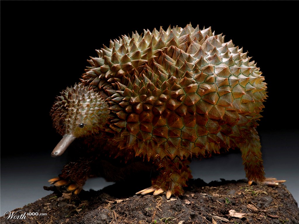 Durian Echidna