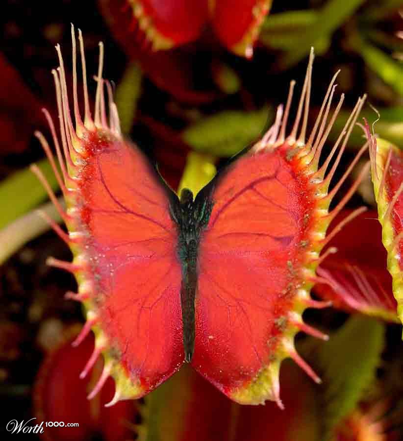 Venus Butterfly Trap
