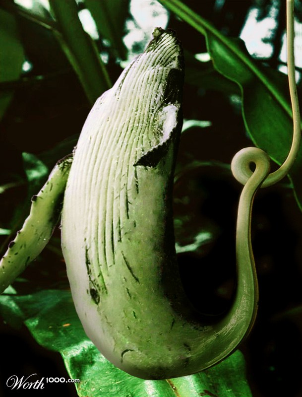 Humpback Pitcher plant