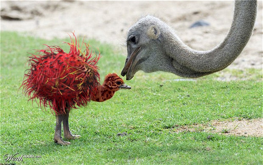 rambutan ostrich