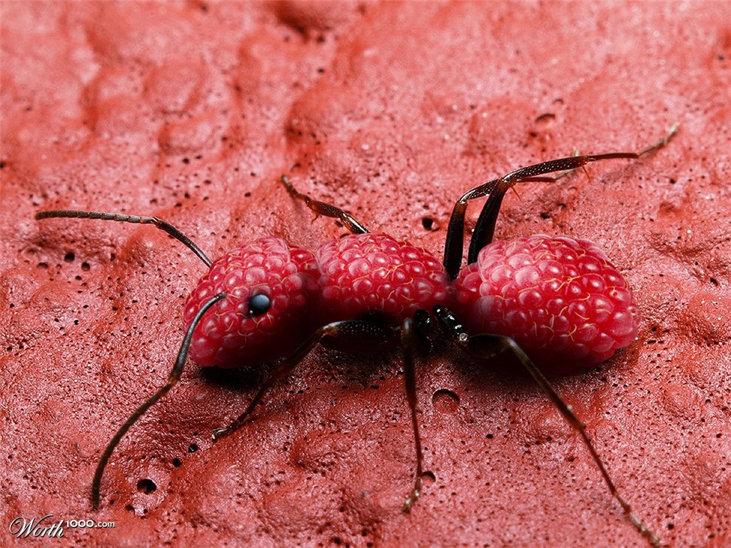 antberry
