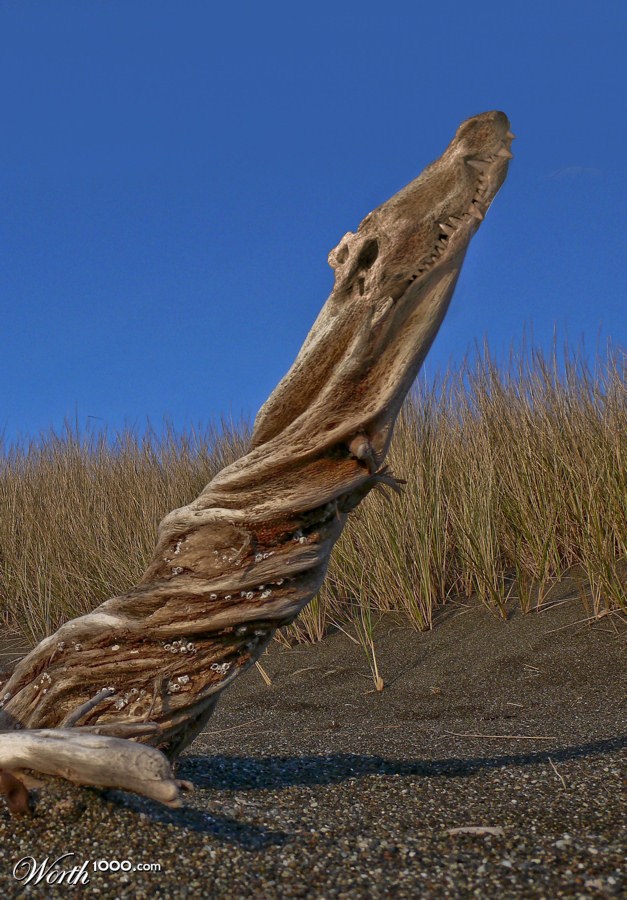 Driftwood Croc