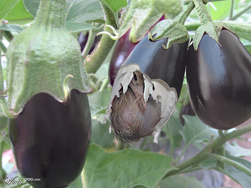 Eggplant Hatchling
