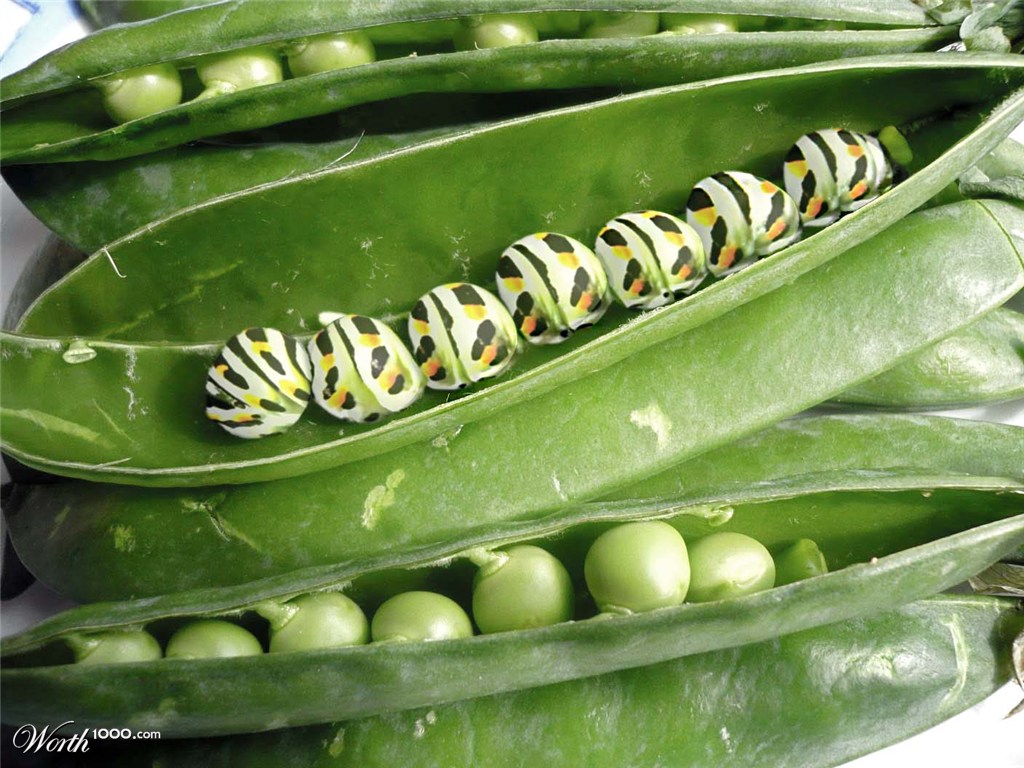 Pea caterpillar