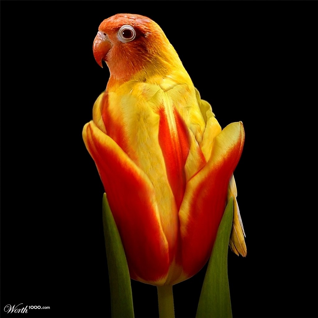 Tuliparrot