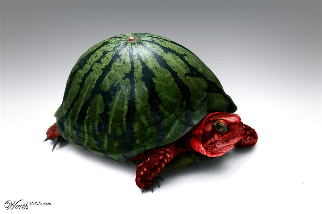 Watermelon turtle