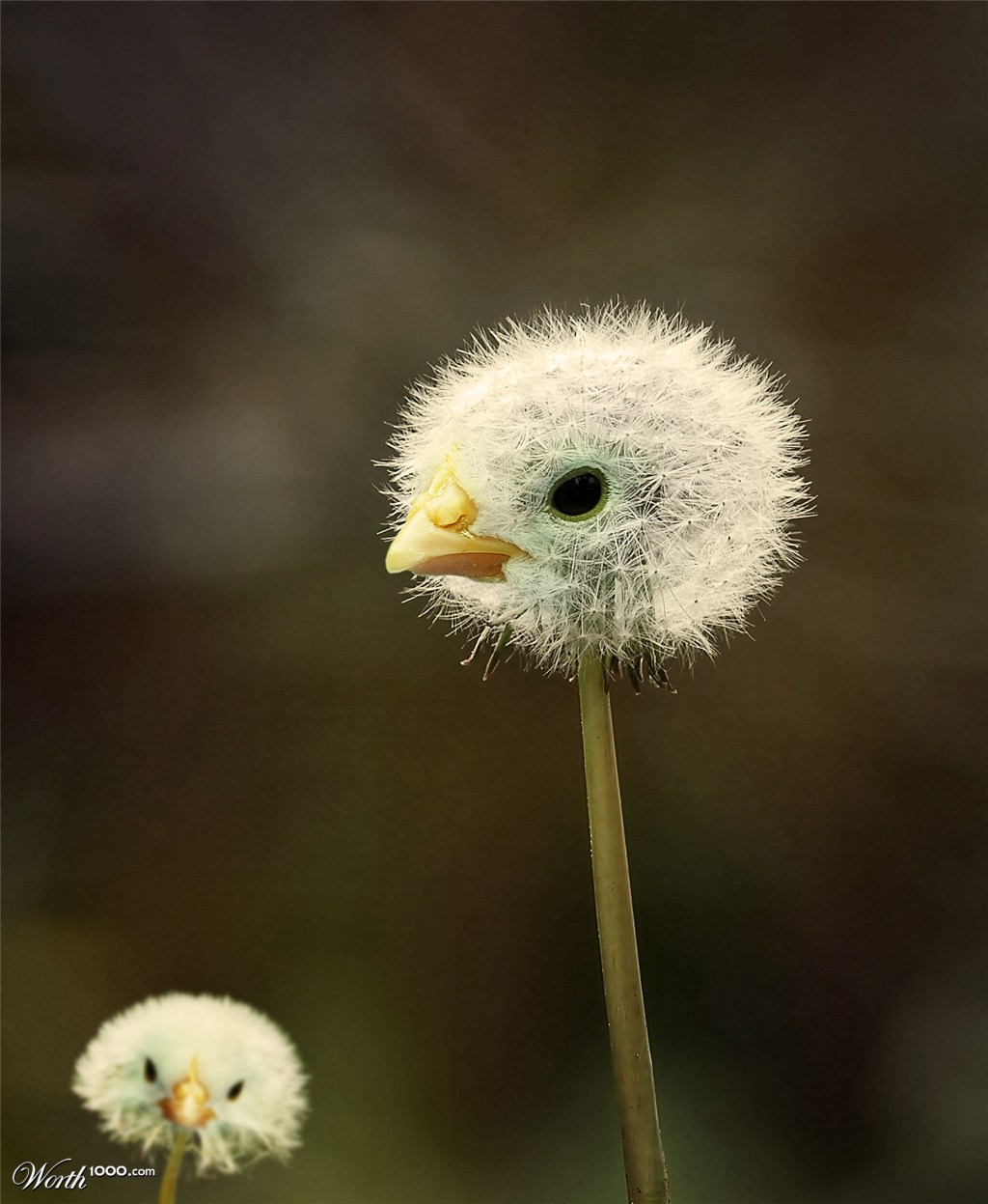 Fluffy