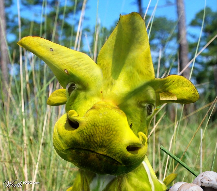 Clower