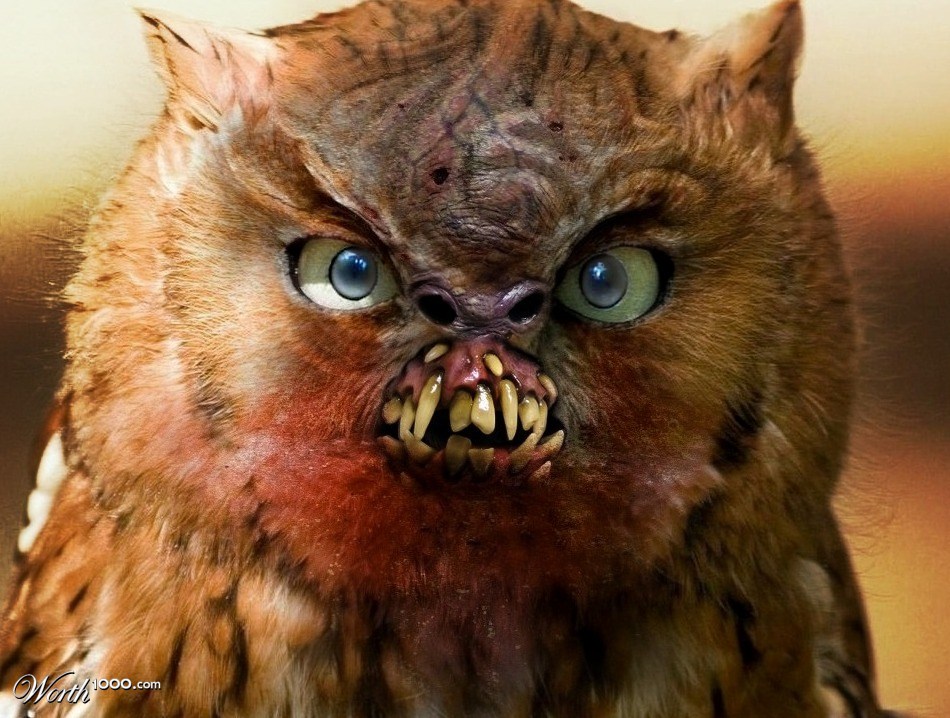 Owl nasty