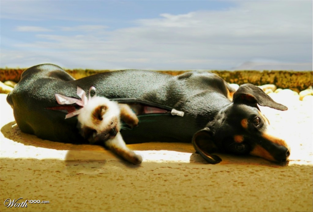 Cat in Dog