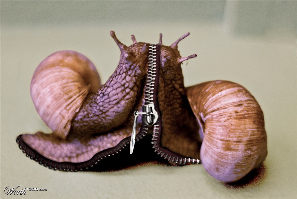 snails