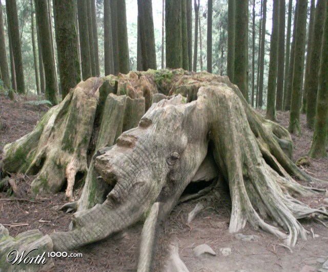 woodyfant