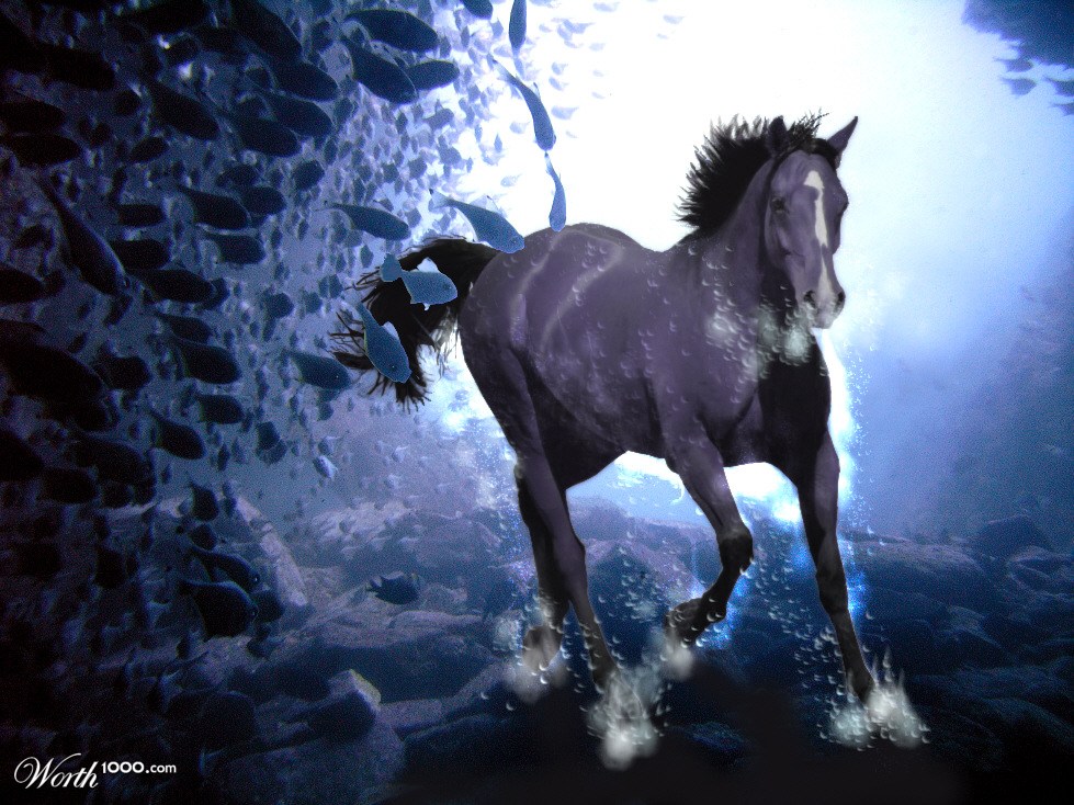 Sea Horse