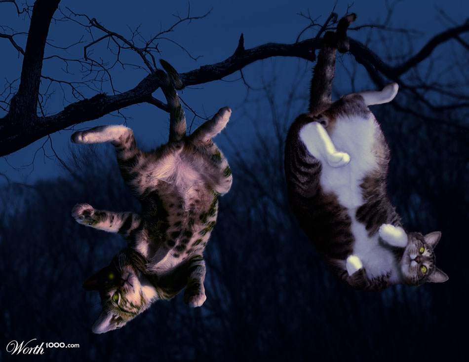 Upside down cats