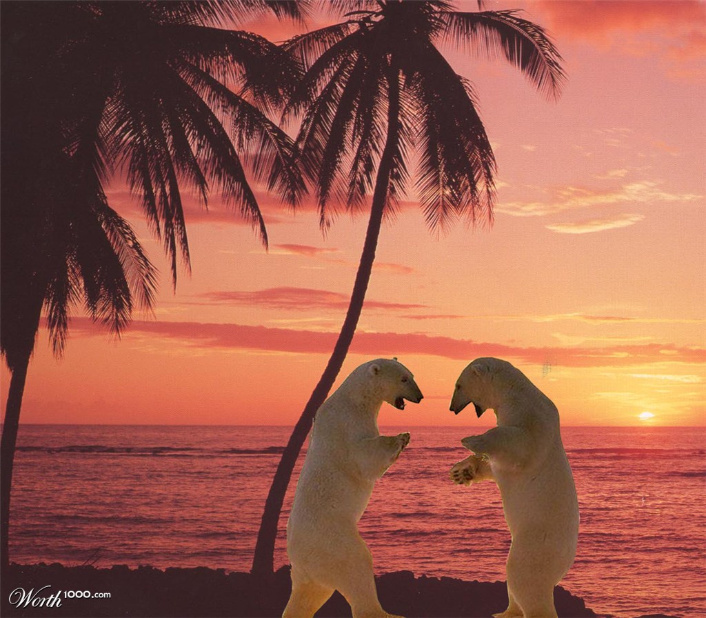 vacation polarbears
