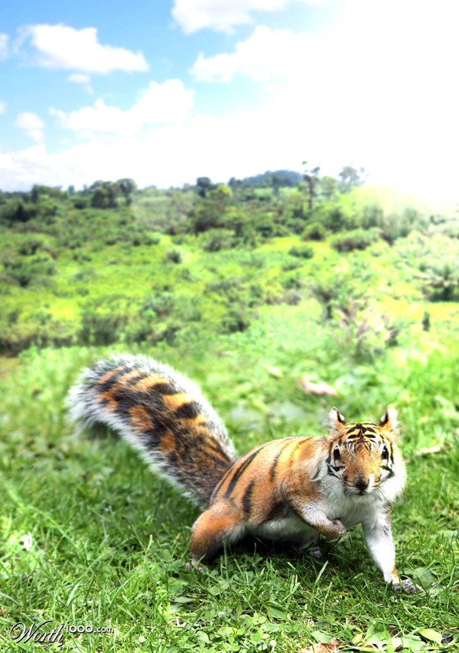 squirrel