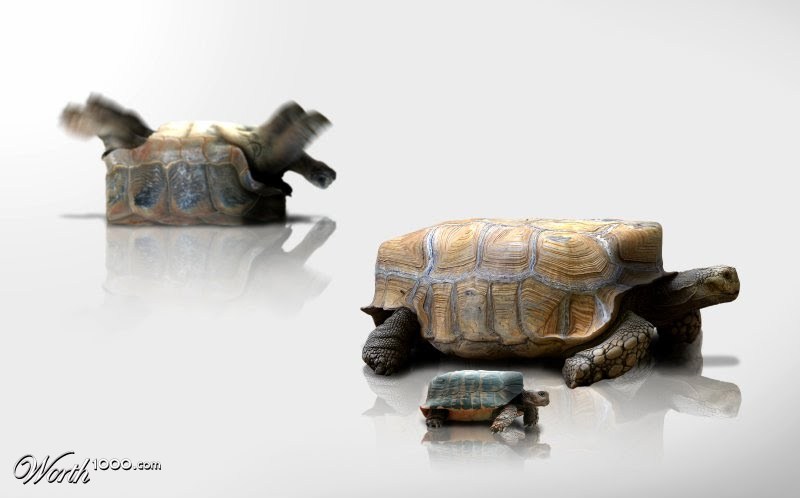 Square turtles