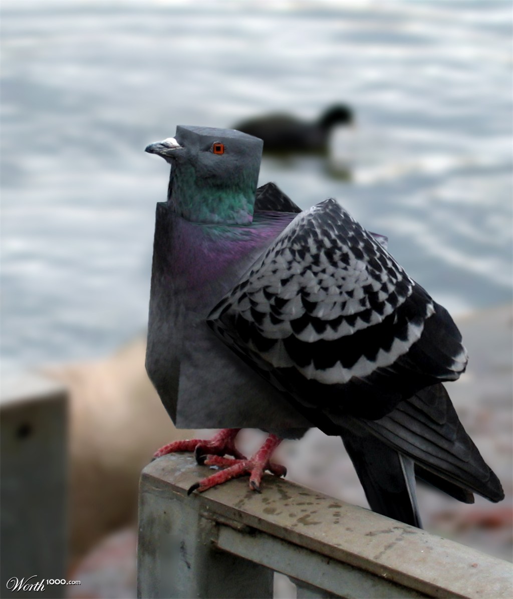 Cube pigeon