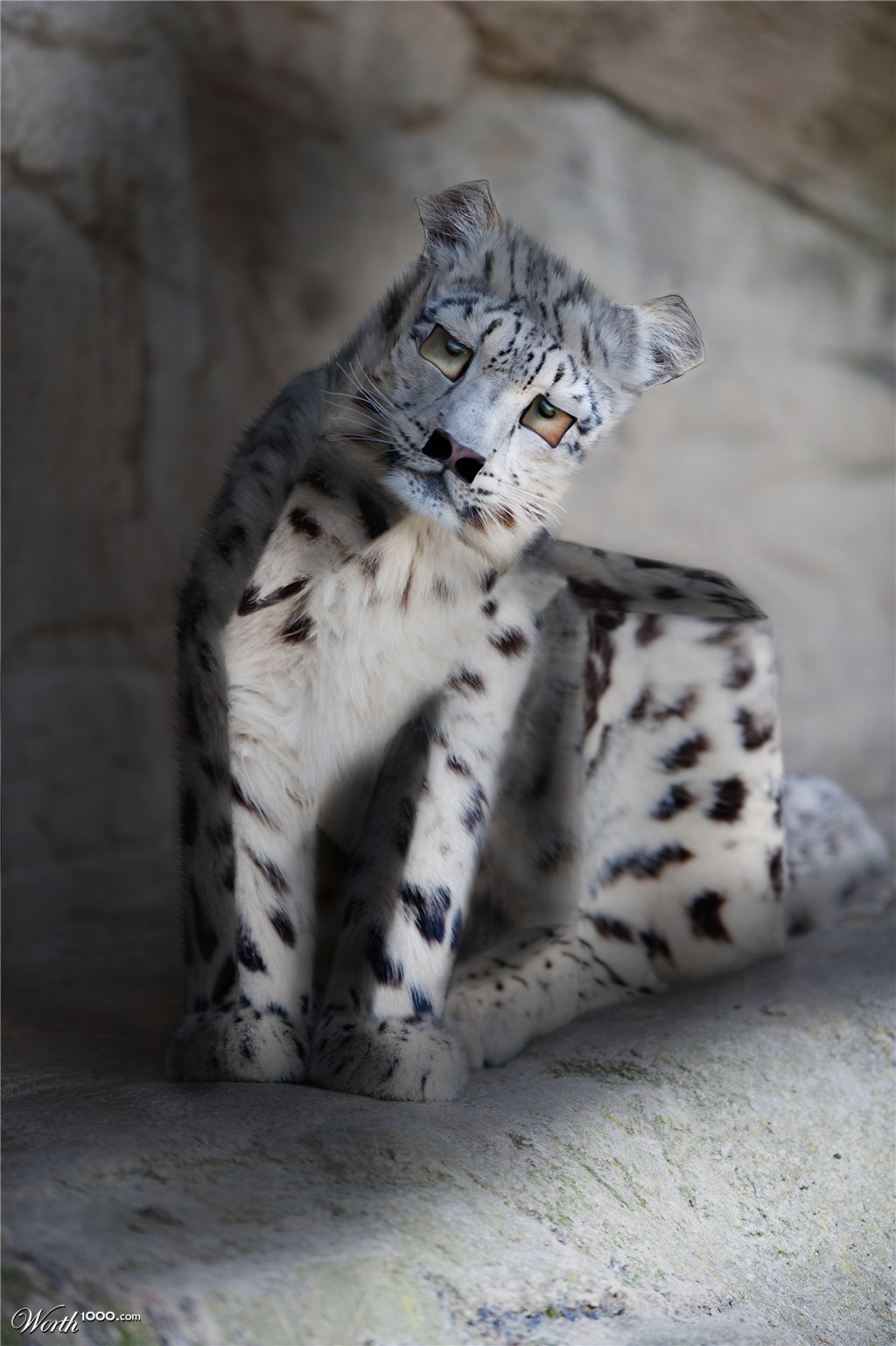 Cubed Snowleopard