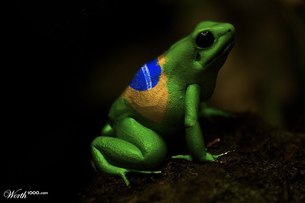 Brazilian Phyllobates terribilis