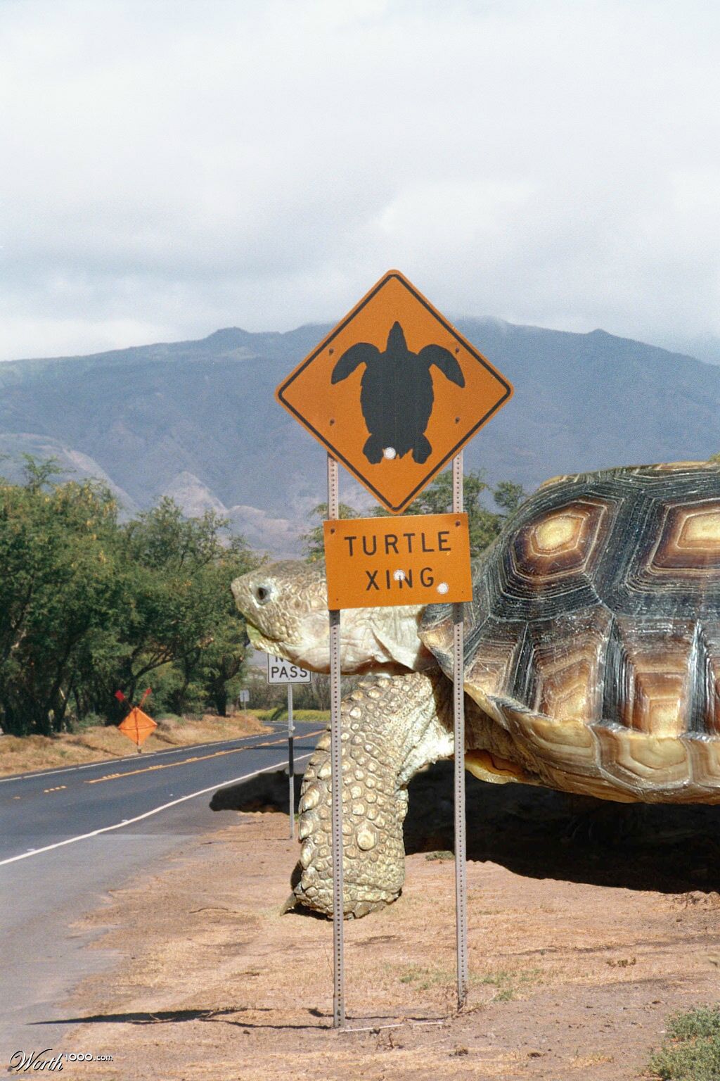 Turtle Crossing
