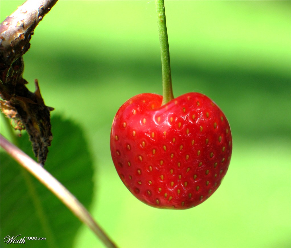 Strawcherry