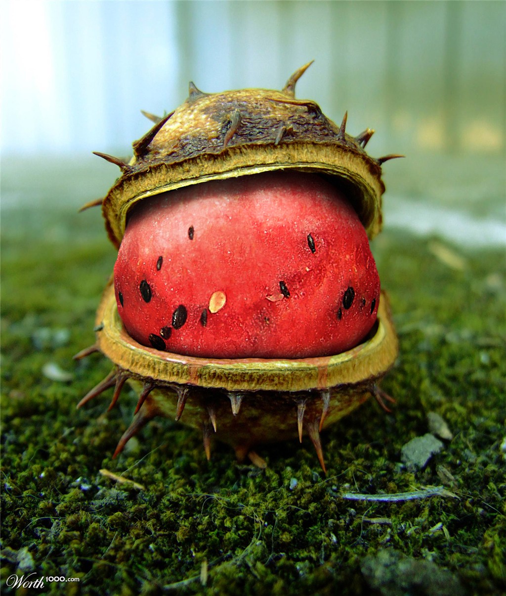 Water(Melon)Chestnut