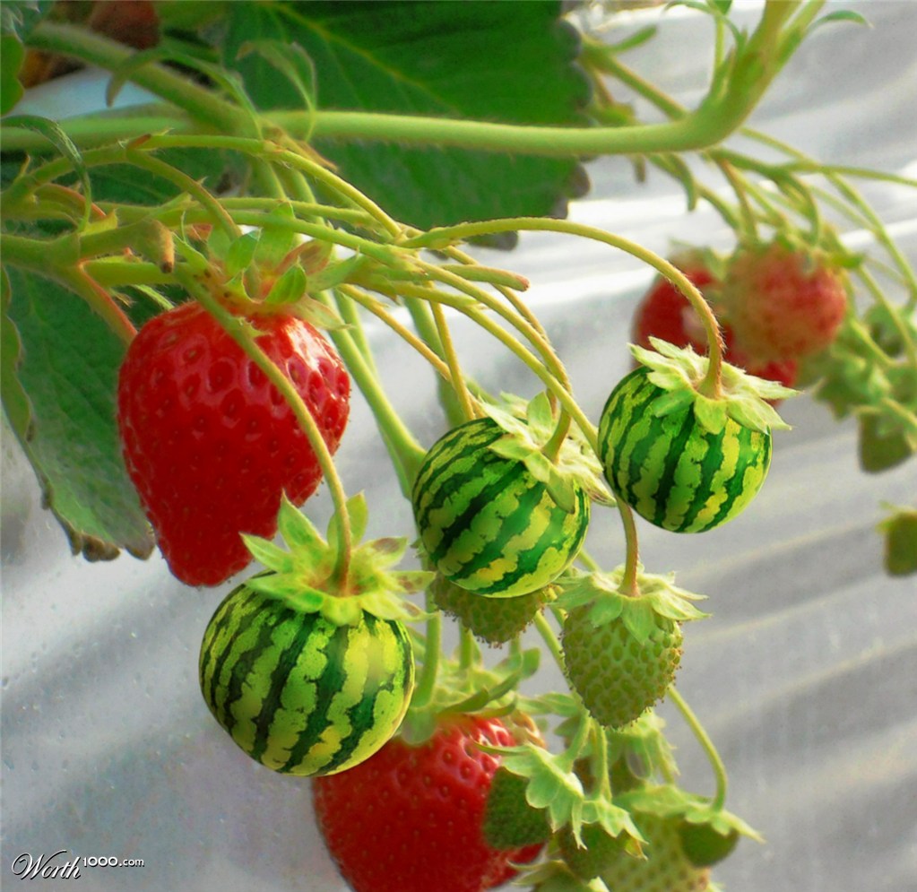 Watermelon with strawberries
