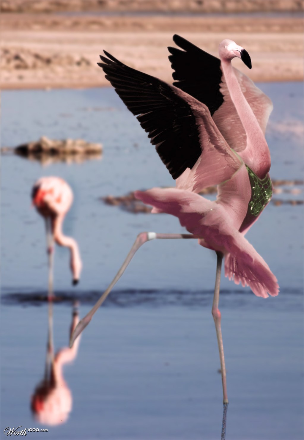 Flamingo Lake