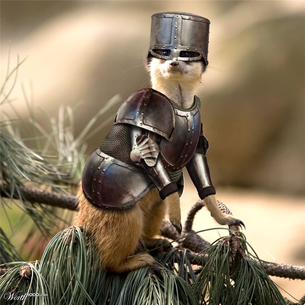 Medieval Meerkat
